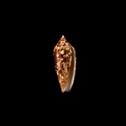 aureus 1