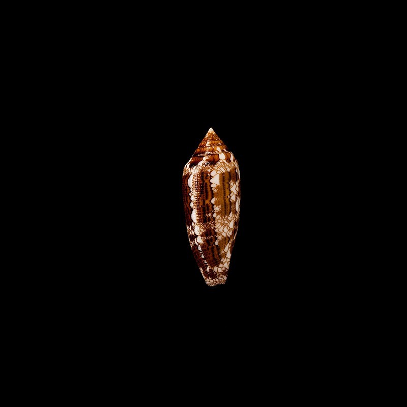 Aureus 2