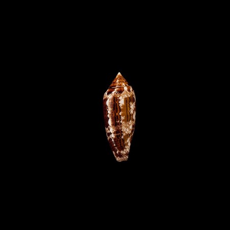 Aureus 2
