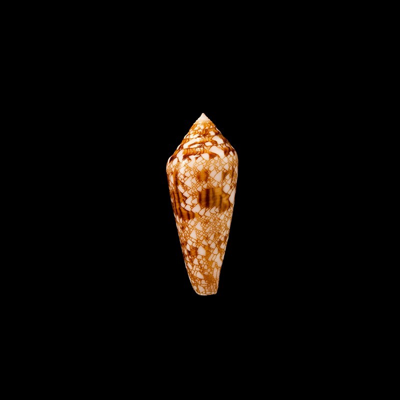Aureus Paulucciae 1