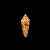 Aureus Paulucciae 1