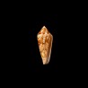 Aureus Paulucciae 1