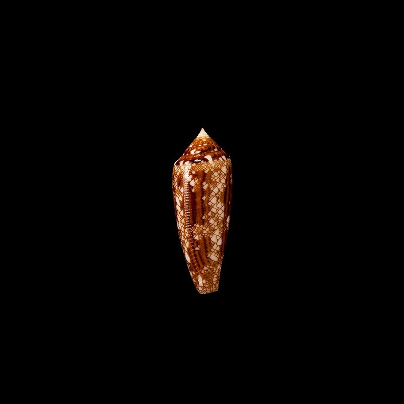 aureus paulucciae 3