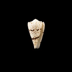 Bandanus Vidua 1