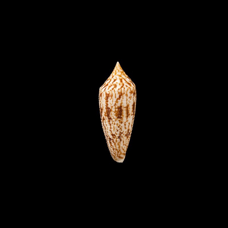Australis Indomaris 1