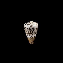 Capitaneus 1