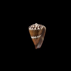 capitaneus 2
