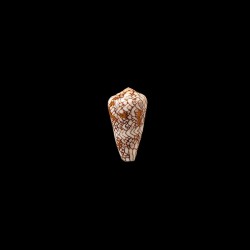 Ganensis 1
