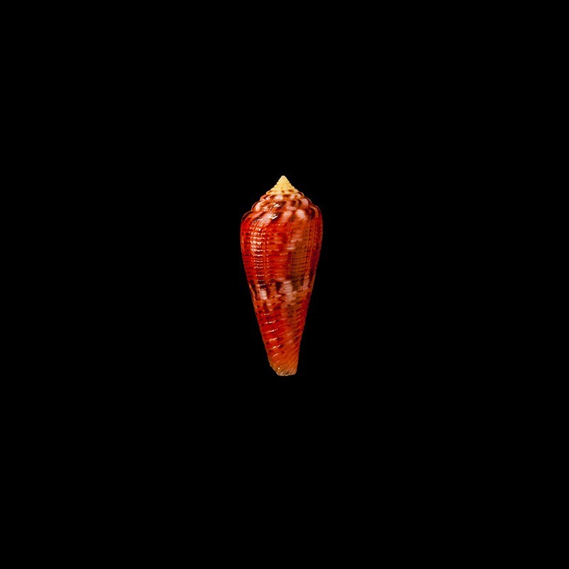 granulatus 1