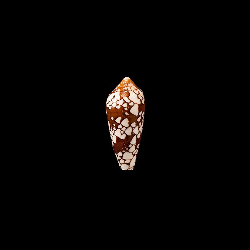 episcopatus 3
