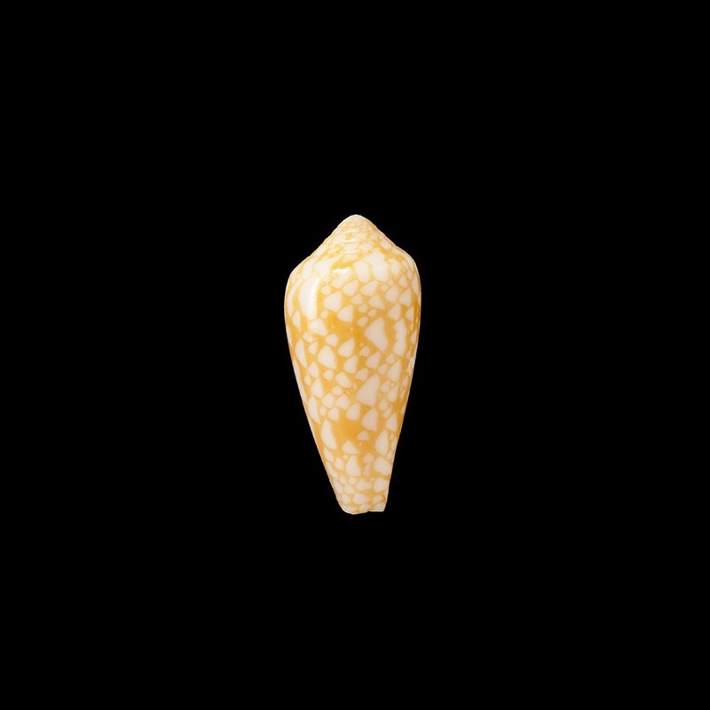 Episcopus Mauritiensis 1