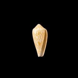 Episcopus Mauritiensis 1