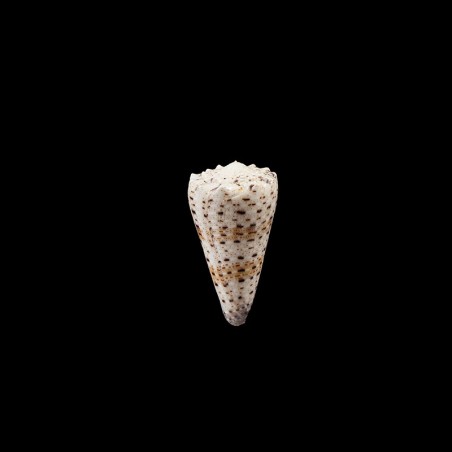 Imperialis Compactus 1