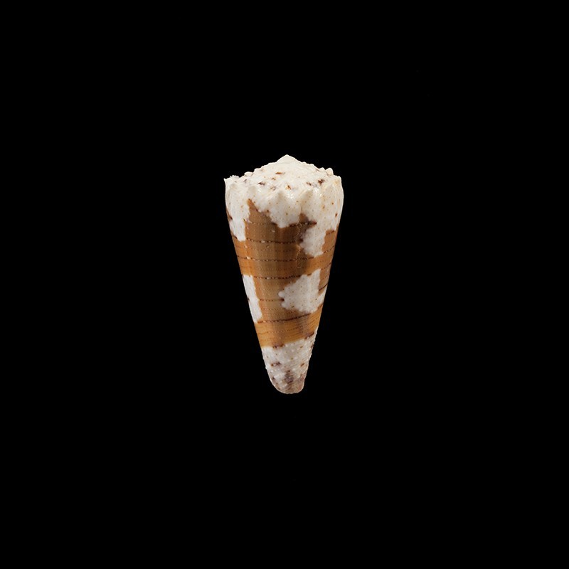 imperialis dautzenbergi 1