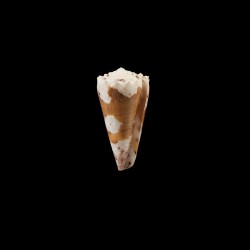 imperialis dautzenbergi 1