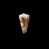 imperialis dautzenbergi 1
