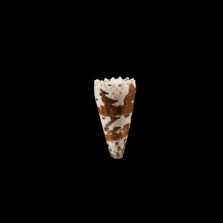 Imperialis Dautzenbergi 2