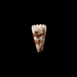 imperialis dautzenbergi 2