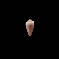 balteatus circumclausus 1