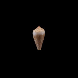 balteatus circumclausus 2