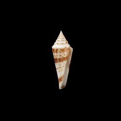 Ichinoseana 1
