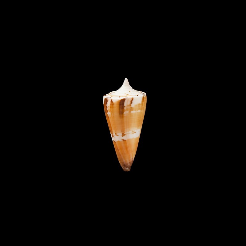 generalis krabiensis 2