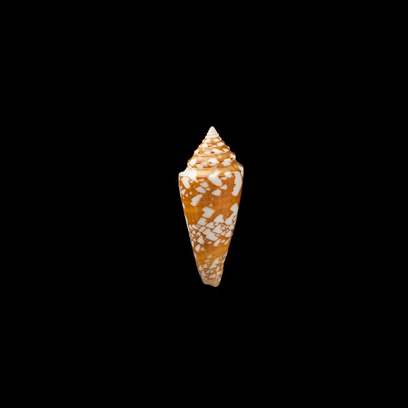 castaneofasciatus arbornatalis 2