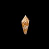castaneofasciatus arbornatalis 2