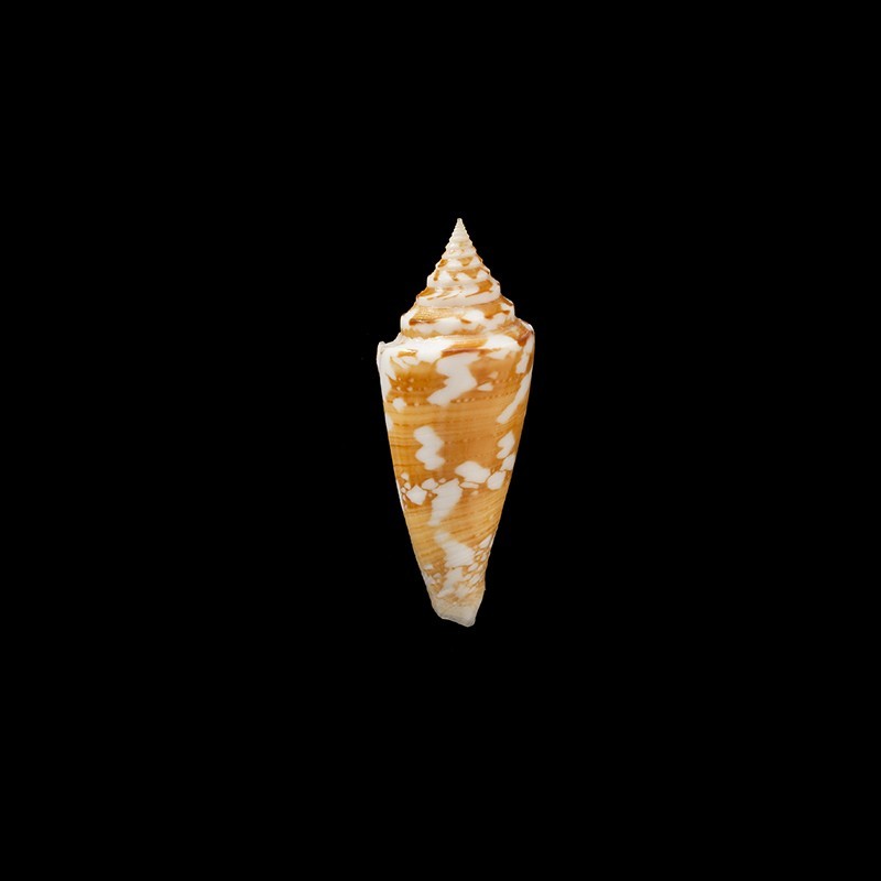 Castaneofasciatus Arbornatalis 3