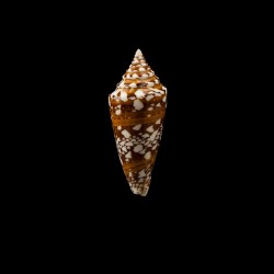 Castaneofasciatus Arbornatalis 4