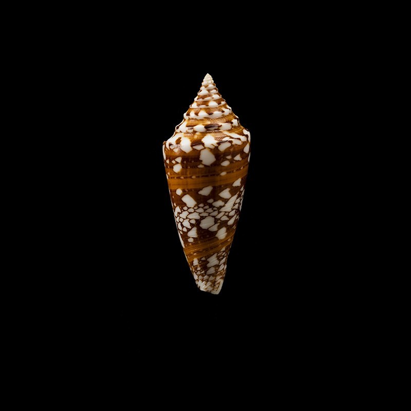 Castaneofasciatus Arbornatalis 4