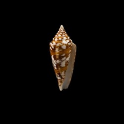 Castaneofasciatus Arbornatalis 4