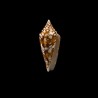 Castaneofasciatus Arbornatalis 4