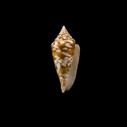Castaneofasciatus Arbornatalis 5