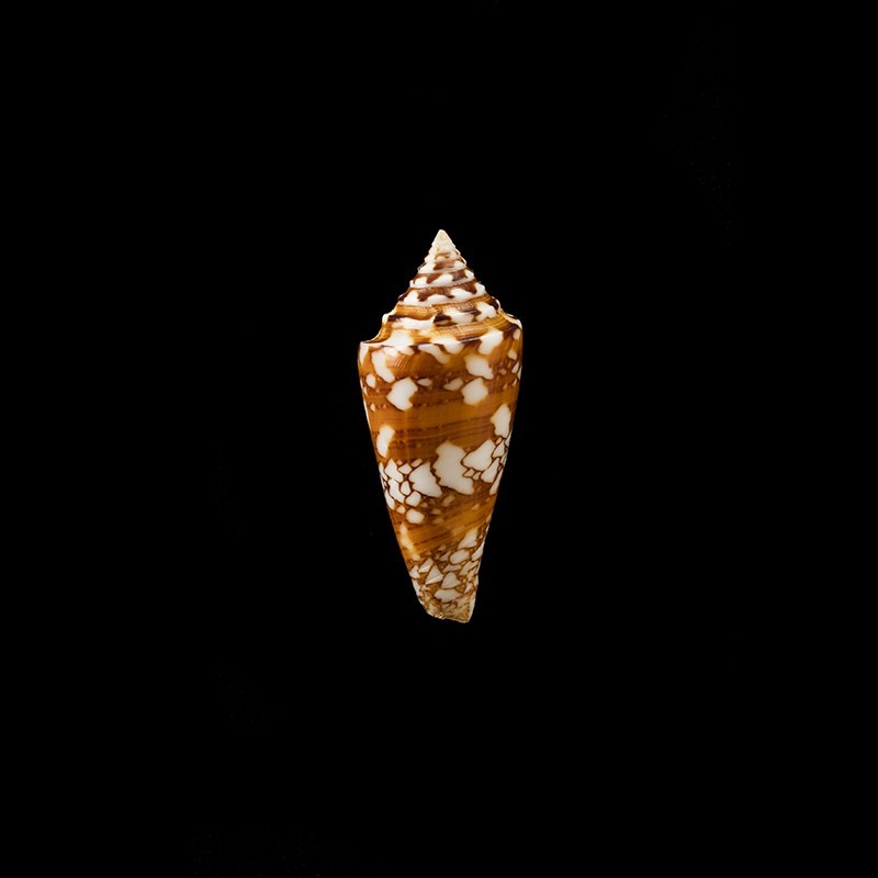Castaneofasciatus Arbornatalis 6