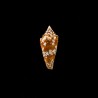 Castaneofasciatus Arbornatalis 6