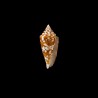 Castaneofasciatus Arbornatalis 6