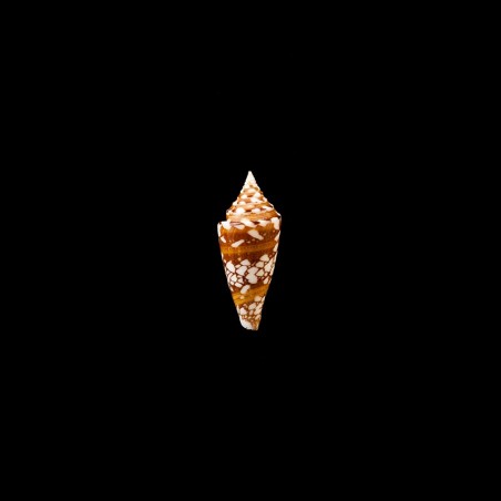 castaneofasciatus arbornatalis 7