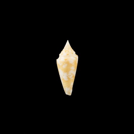 Castaneofasciatus Arbornatalis golden 1