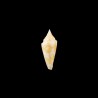 castaneofasciatus arbornatalis golden 1