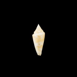 Castaneofasciatus Arbornatalis golden 2