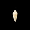 Castaneofasciatus Arbornatalis golden 2