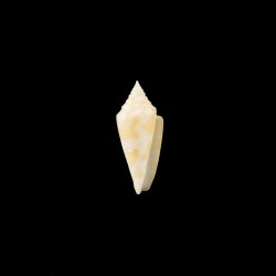 Castaneofasciatus Arbornatalis golden 2