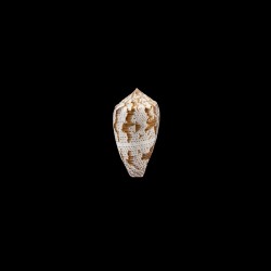Achatinus 2