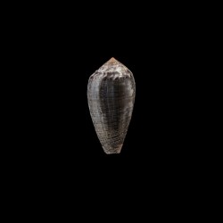 monachus 1