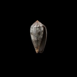 monachus 1