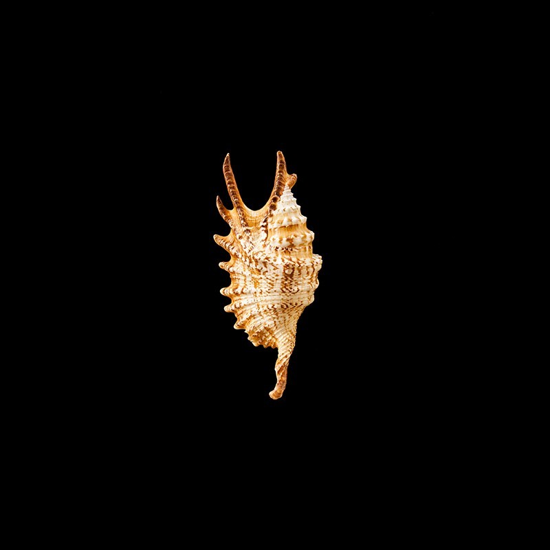 Digitata 2