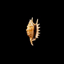 Digitata 3