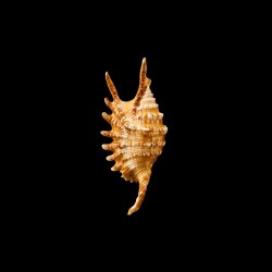 Digitata 5