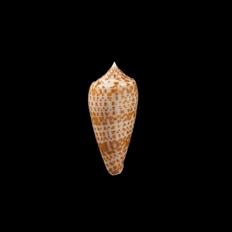 lynceus golden 3